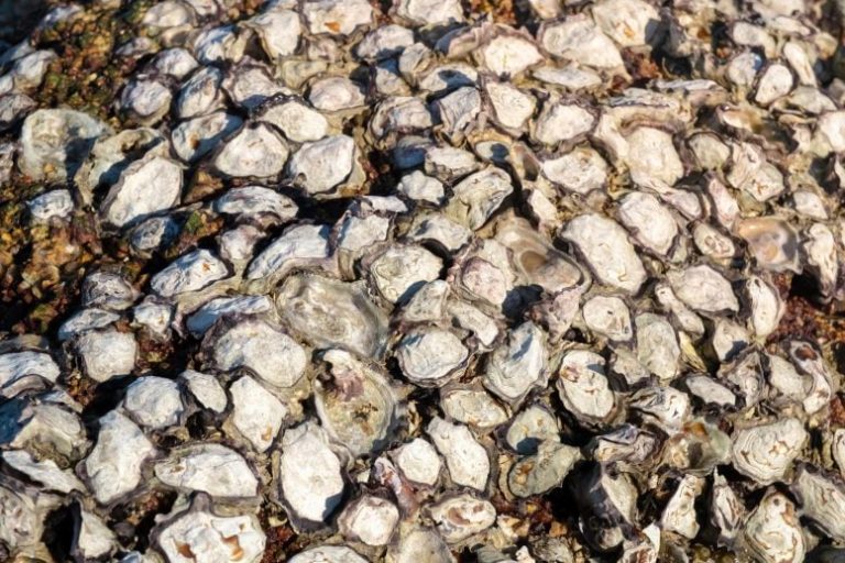 After Centuries of Destruction, Scientists Have Figured Out How To Best Restore Oyster Reefs