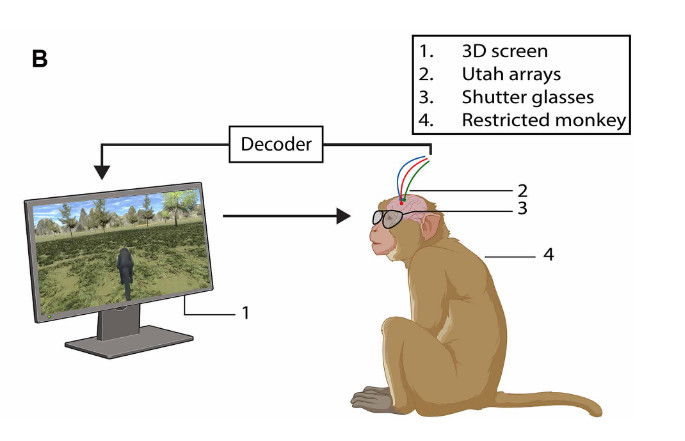 Intracortical brain-computer interface for navigation in virtual reality in macaque monkeys