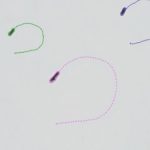Magnetic robots could help remove dangerous nanoplastics from water