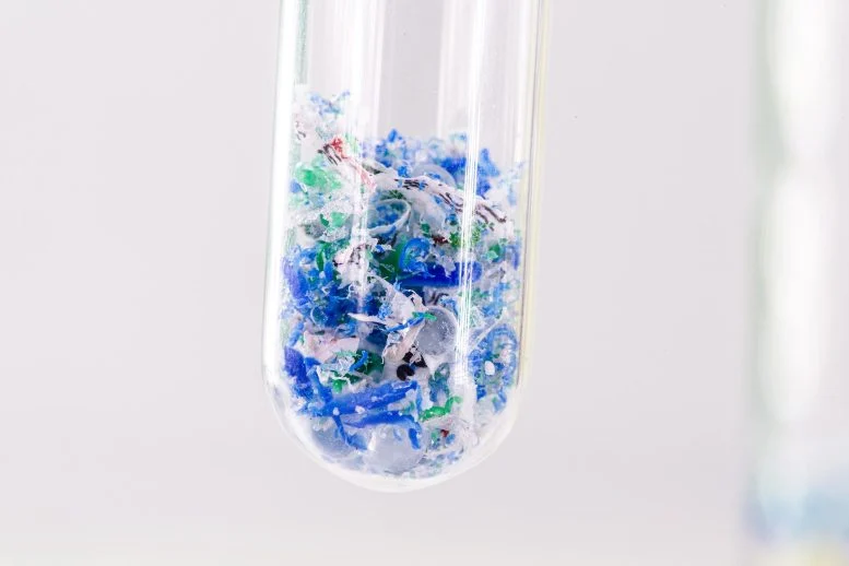 This Algae Could One Day Pull Microplastics out of Your Drinking Water