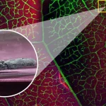 Leafy vegetables could extract toxic thallium from polluted soil