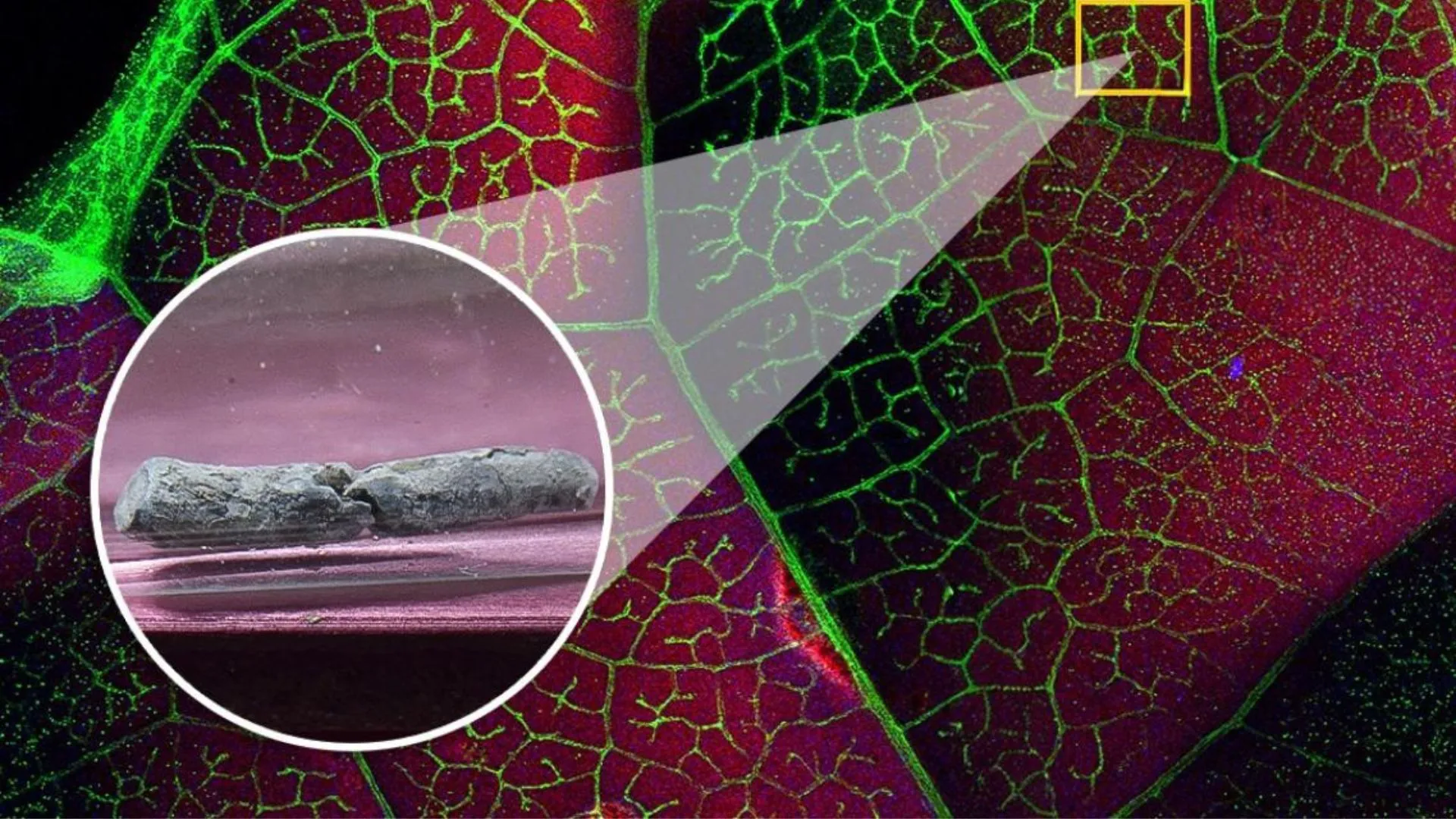 Leafy vegetables could extract toxic thallium from polluted soil