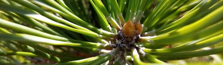 Une nouvelle méthode d’impression 3D basée sur la morphogenèse végétale