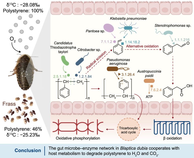 Host metabolic integration enables superior polystyrene degradation in cockroaches