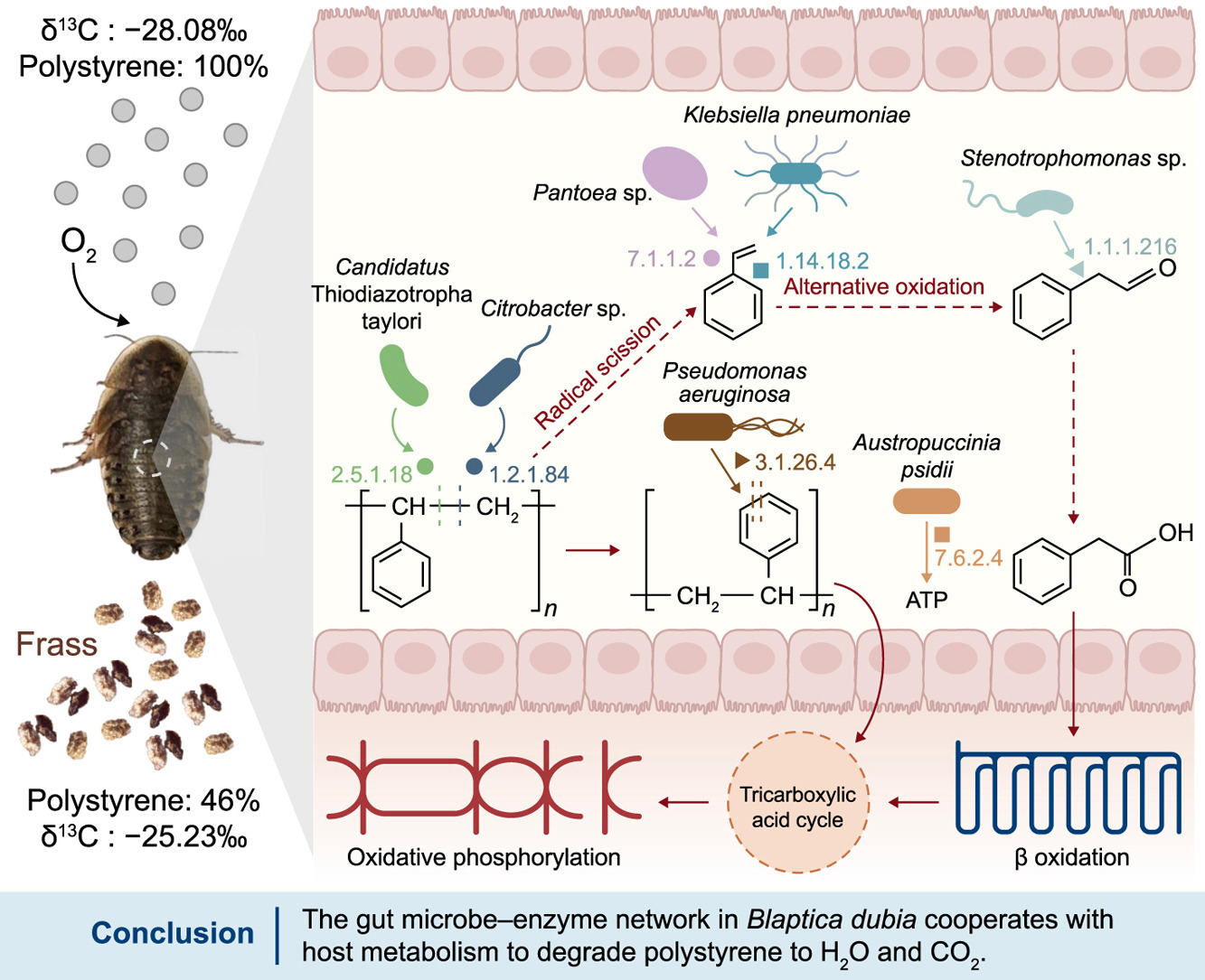 Host metabolic integration enables superior polystyrene degradation in cockroaches