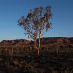 Climate change threatens global plant species as habitats shrink