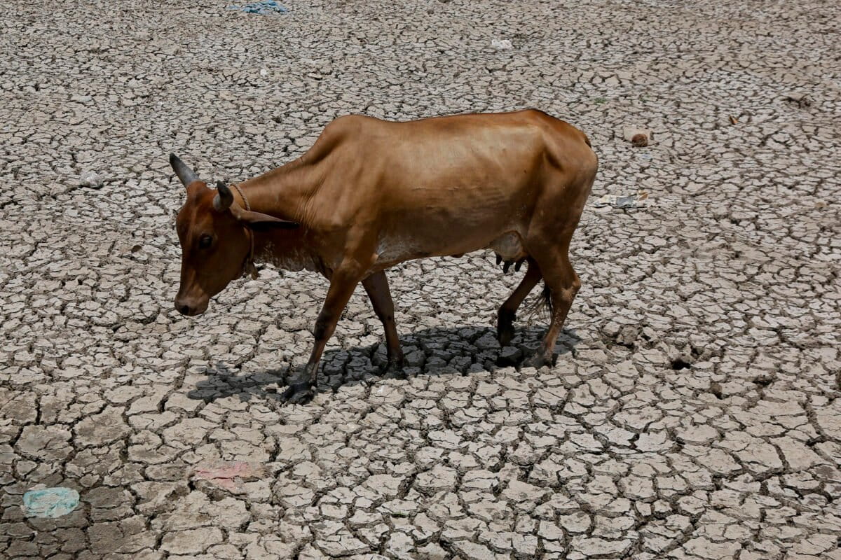 As temperatures rise, cattle industry feels the strain