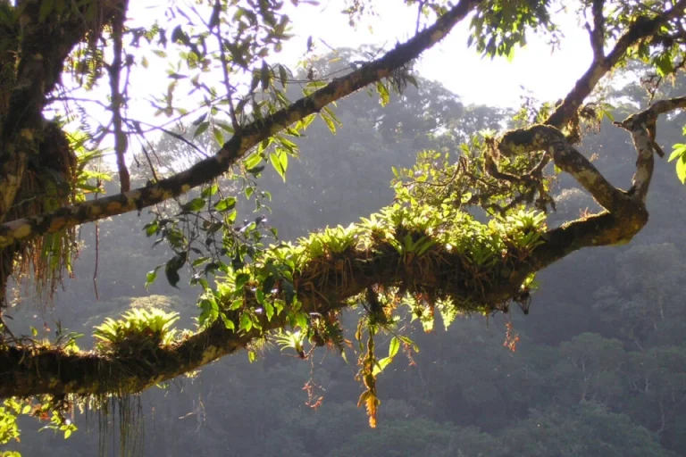Plant Found in Obscure Brazilian Rainforest Seems Weirdly Good at Fighting Covid-19