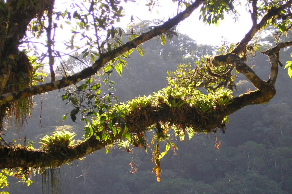Plant Found in Obscure Brazilian Rainforest Seems Weirdly Good at Fighting Covid-19