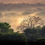Scientists Warn Many Insects May Not Survive a Warming World