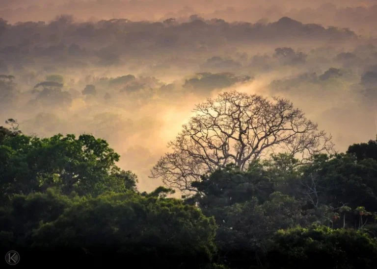 Scientists Warn Many Insects May Not Survive a Warming World