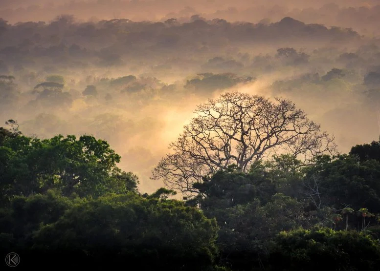 Scientists Warn Many Insects May Not Survive a Warming World