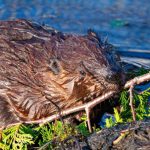 Beavers Turn Rivers Into Powerful Carbon Sinks, Study Finds