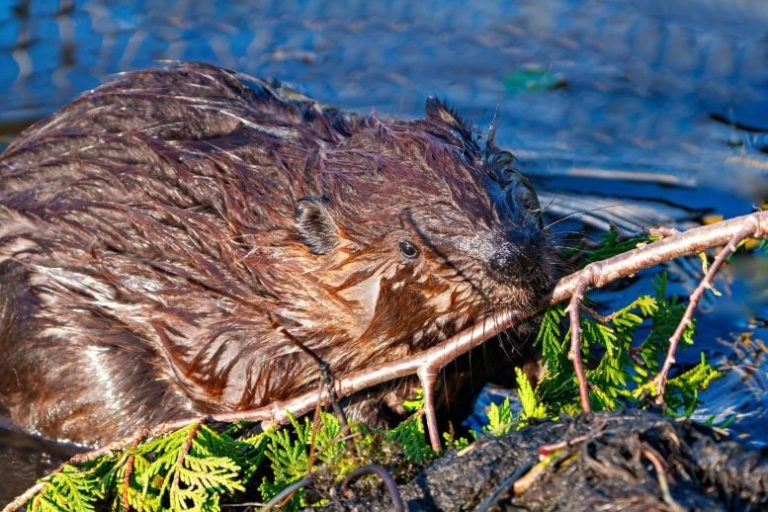Beavers Turn Rivers Into Powerful Carbon Sinks, Study Finds