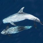 DNA floating in seawater is now enough to let scientists monitor the health of America&rsquo;s dolphin populations