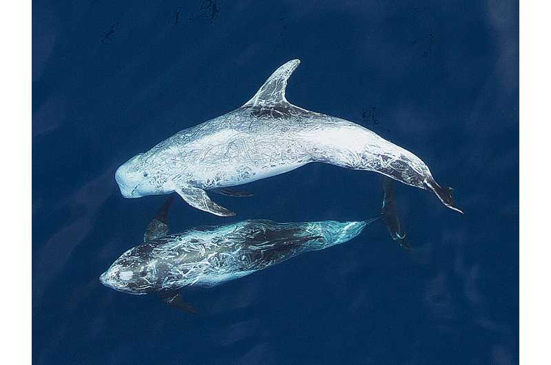 DNA floating in seawater is now enough to let scientists monitor the health of America&rsquo;s dolphin populations