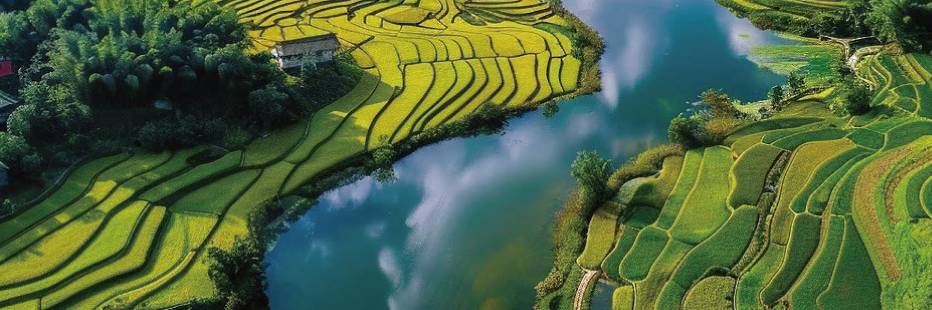 Rice feeds billions of people – but its role in fueling climate change is growing