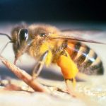 Des abeilles échappées d&rsquo;un laboratoire ont créé une espèce hybride «tueuse» qui envahit les États-Unis