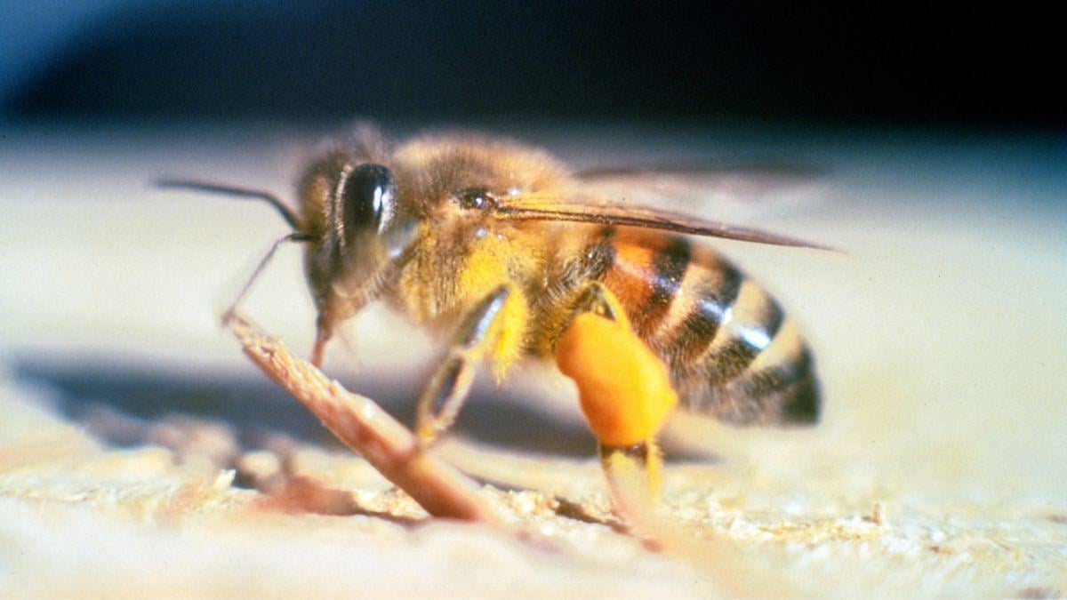 Des abeilles échappées d&rsquo;un laboratoire ont créé une espèce hybride «tueuse» qui envahit les États-Unis