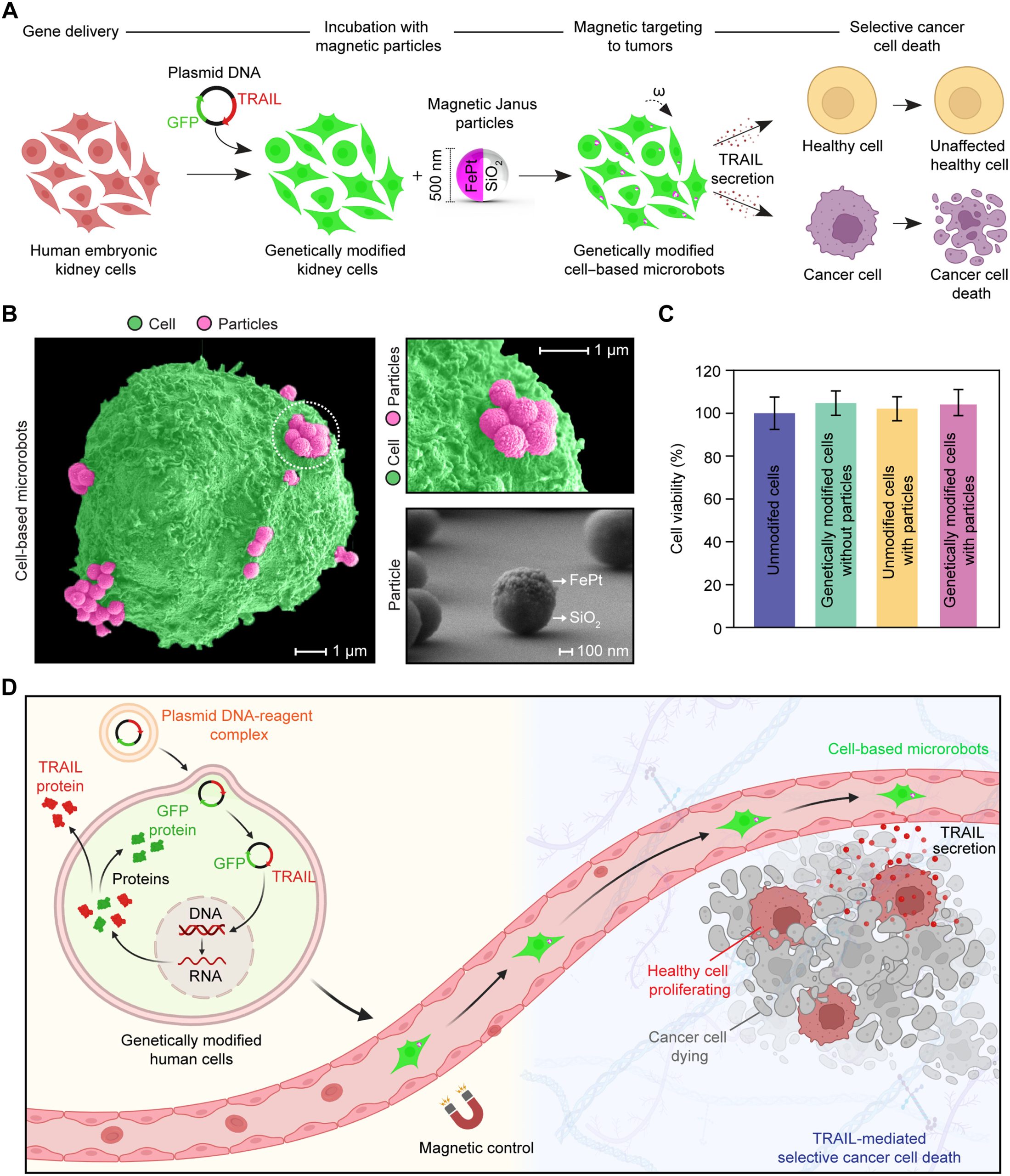 Genetically engineered human cell–based microrobots for selective cancer cell death