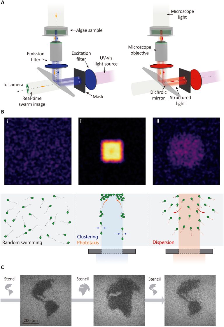 Light-switchable swarming of biohybrid microrobots