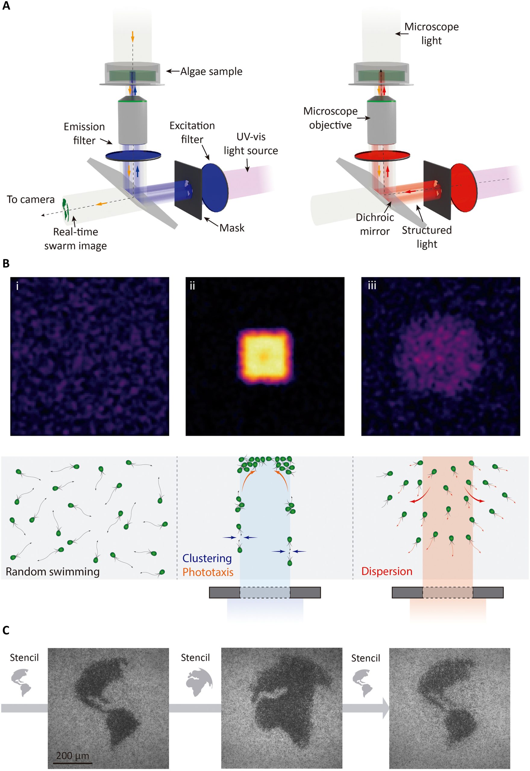 Light-switchable swarming of biohybrid microrobots
