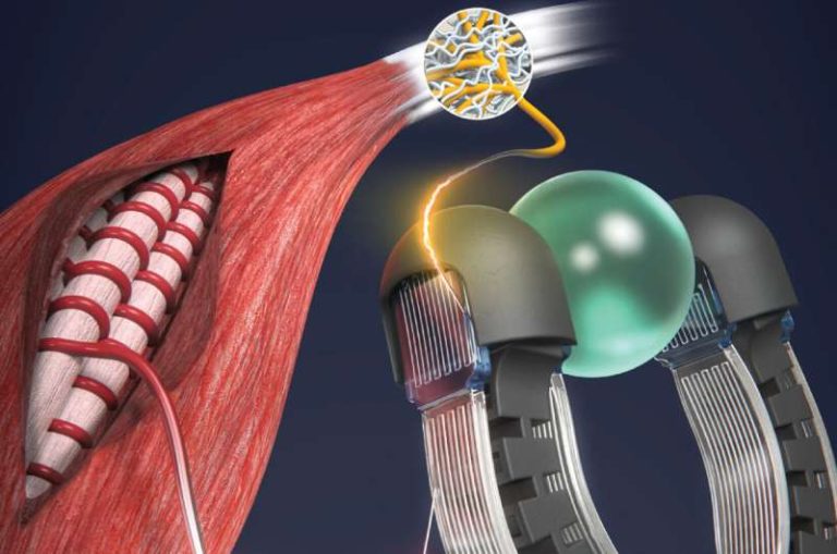 Artificial muscle merges sensing and movement in one structure for humanoid robots