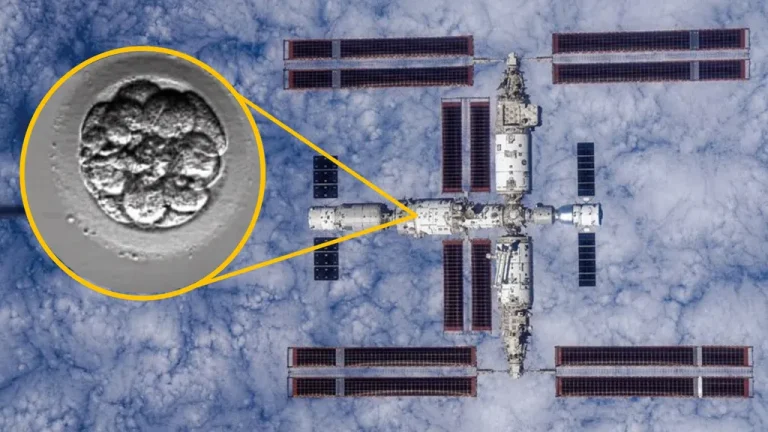 China launches &lsquo;human artificial embryos&rsquo; to space in bid to see whether reproduction is possible off-world