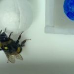 Bees just did something no other insect has been shown to do