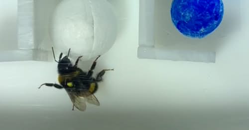 Bees just did something no other insect has been shown to do