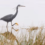 Tropical heron spotted in UK for first time as more exotic birds arrive to thrill birdwatchers