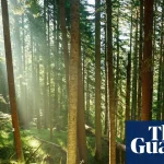 Trees may store less planet-heating carbon than hoped, study suggests