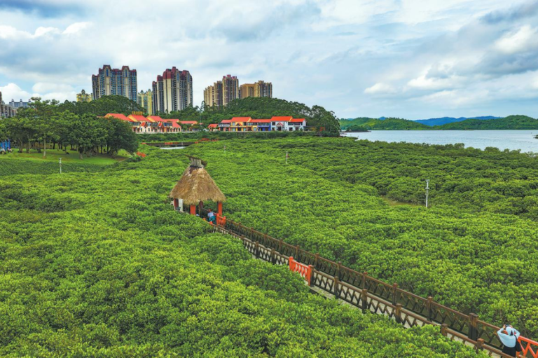 Ecological action spurs mangrove regrowth