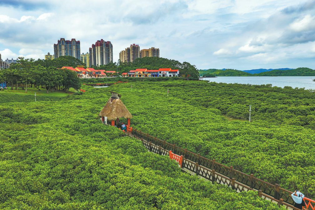 Ecological action spurs mangrove regrowth