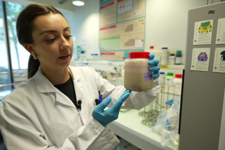 Des « virus mangeurs de bactéries » récupérés dans les égouts : les Hospices Civiles de Lyon autorisées à produire des phages thérapeutiques