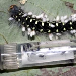 Holy Crap, We Were Way Off About How Many Insect Species Live on Earth