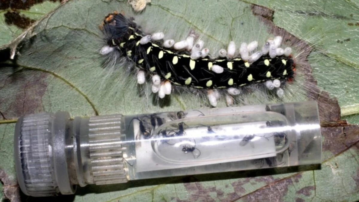 Holy Crap, We Were Way Off About How Many Insect Species Live on Earth