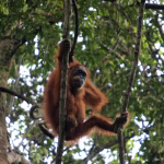 Deadly Indonesia floods wiped out at least 7% of rare orangutan population, report says