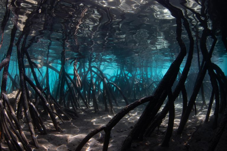 Rising Seas Could Turn Mangroves From Climate Heroes Into Carbon Sources
