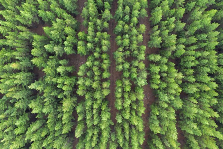 Experts: Why carbon removal needs a ‘major scale up’ to return warming to 1.5C – Carbon Brief