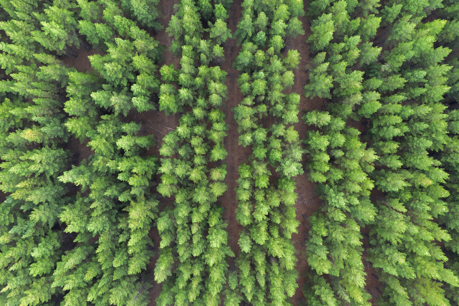 Experts: Why carbon removal needs a ‘major scale up’ to return warming to 1.5C – Carbon Brief