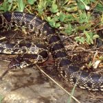 « Une tragédie »: à Ibiza, des serpents nageurs invasifs s&rsquo;attaquent à un lézard unique au monde