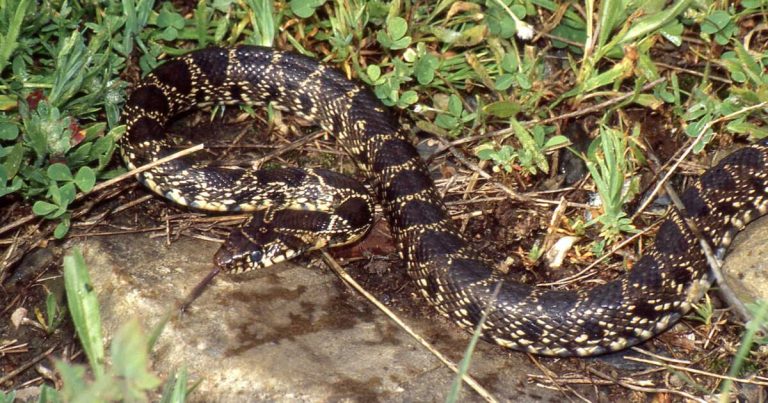 « Une tragédie »: à Ibiza, des serpents nageurs invasifs s&rsquo;attaquent à un lézard unique au monde