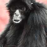 Amazon&rsquo;s monkeys have contracted a deadly disease from us