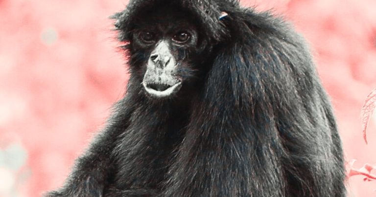 Amazon&rsquo;s monkeys have contracted a deadly disease from us