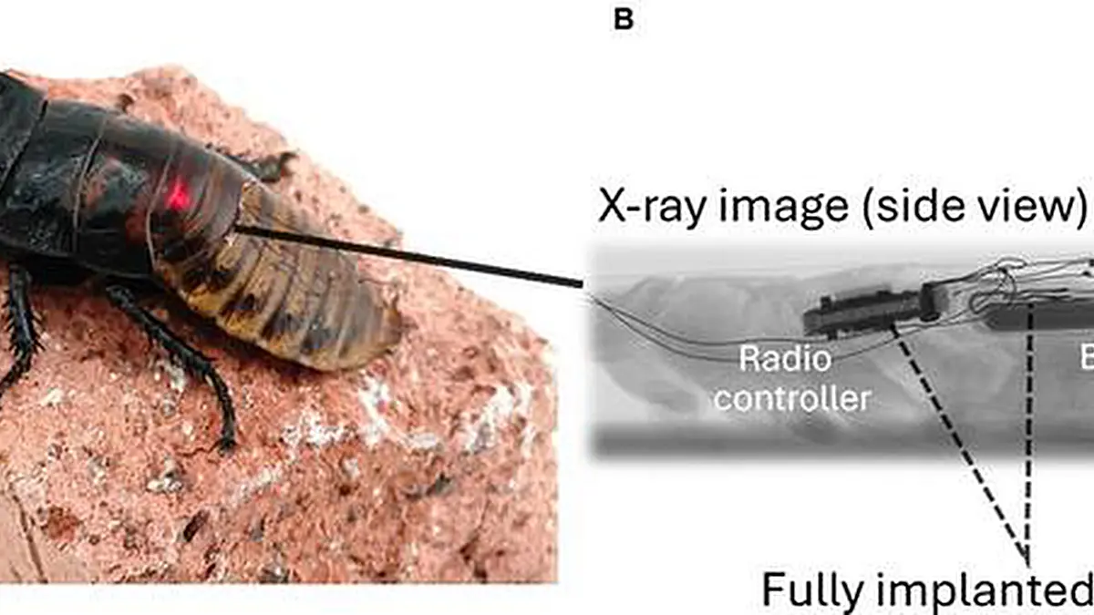 Un contrôleur radio miniature implanté améliore la mobilité des insectes cyborgs