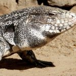 « Pas grand-chose pour les arrêter » : l&rsquo;inquiétante invasion de ces lézards géants aux États-Unis