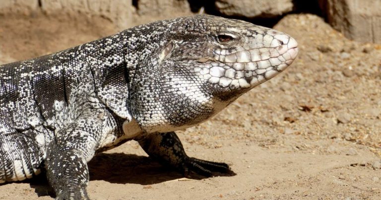 « Pas grand-chose pour les arrêter » : l&rsquo;inquiétante invasion de ces lézards géants aux États-Unis