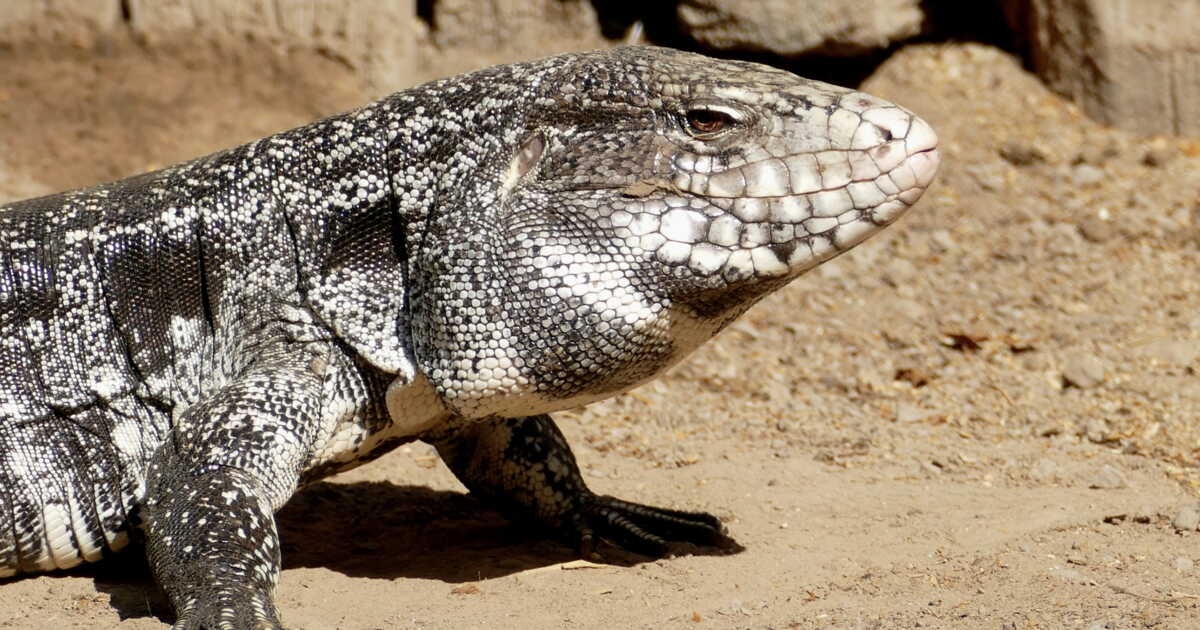 « Pas grand-chose pour les arrêter » : l&rsquo;inquiétante invasion de ces lézards géants aux États-Unis