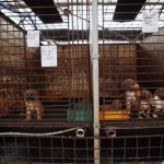 Corée du Sud: des milliers de chiens disparaissent avant l&rsquo;interdiction de leur viande